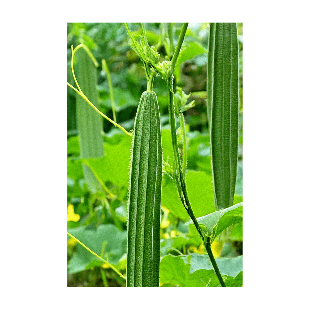 Luffa Sponge seeds vacuum-sealed - Shido Seeds by Chive
