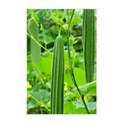 Luffa Sponge Vegetable Seeds Packet - Chive Ceramics Studio - Seeds - Chive Ceramics Studio