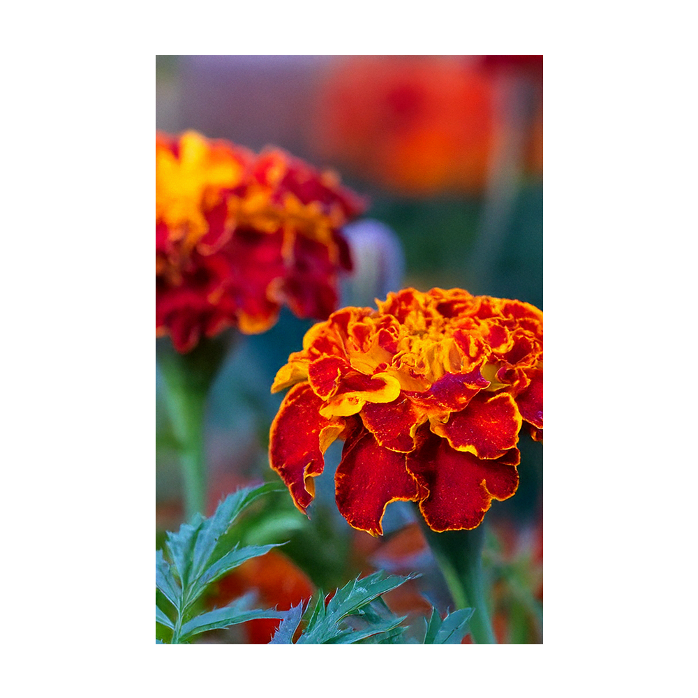 French Marigold Flower Seeds Packet - Chive Ceramics Studio - Seeds - Chive Ceramics Studio