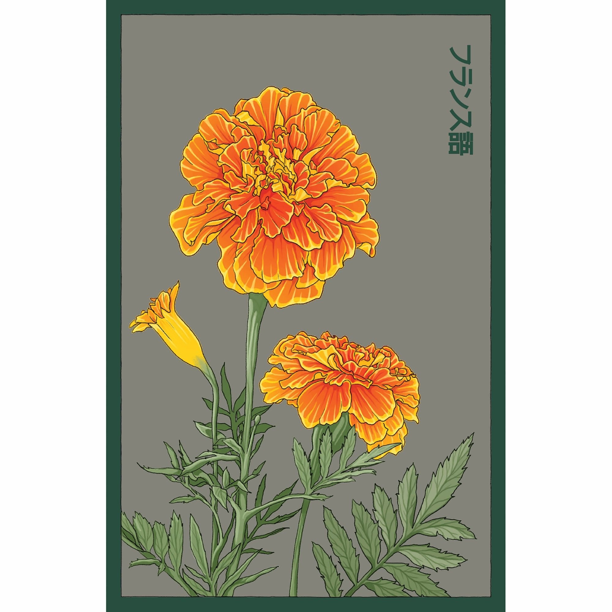 French Marigold Flower Seeds Packet - Chive Ceramics Studio - Chive US