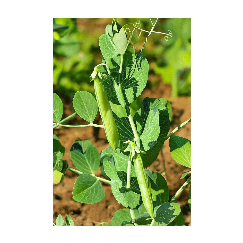 Little Marvel Pea harvest showing sweet full pods