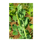 Little Marvel Peas Vegetable Seeds Packet - Chive Ceramics Studio - Seeds - Chive Ceramics Studio