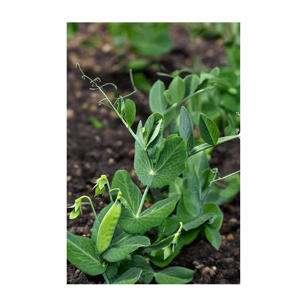 Little Marvel Peas seeds vacuum-sealed - Shido Seeds by Chive