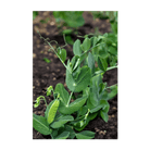 Little Marvel Peas Vegetable Seeds Packet - Chive Ceramics Studio - Seeds - Chive Ceramics Studio