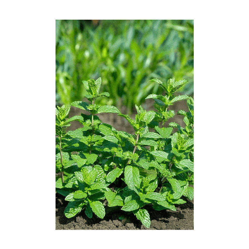 Mint seeds vacuum-sealed - Shido Seeds by Chive