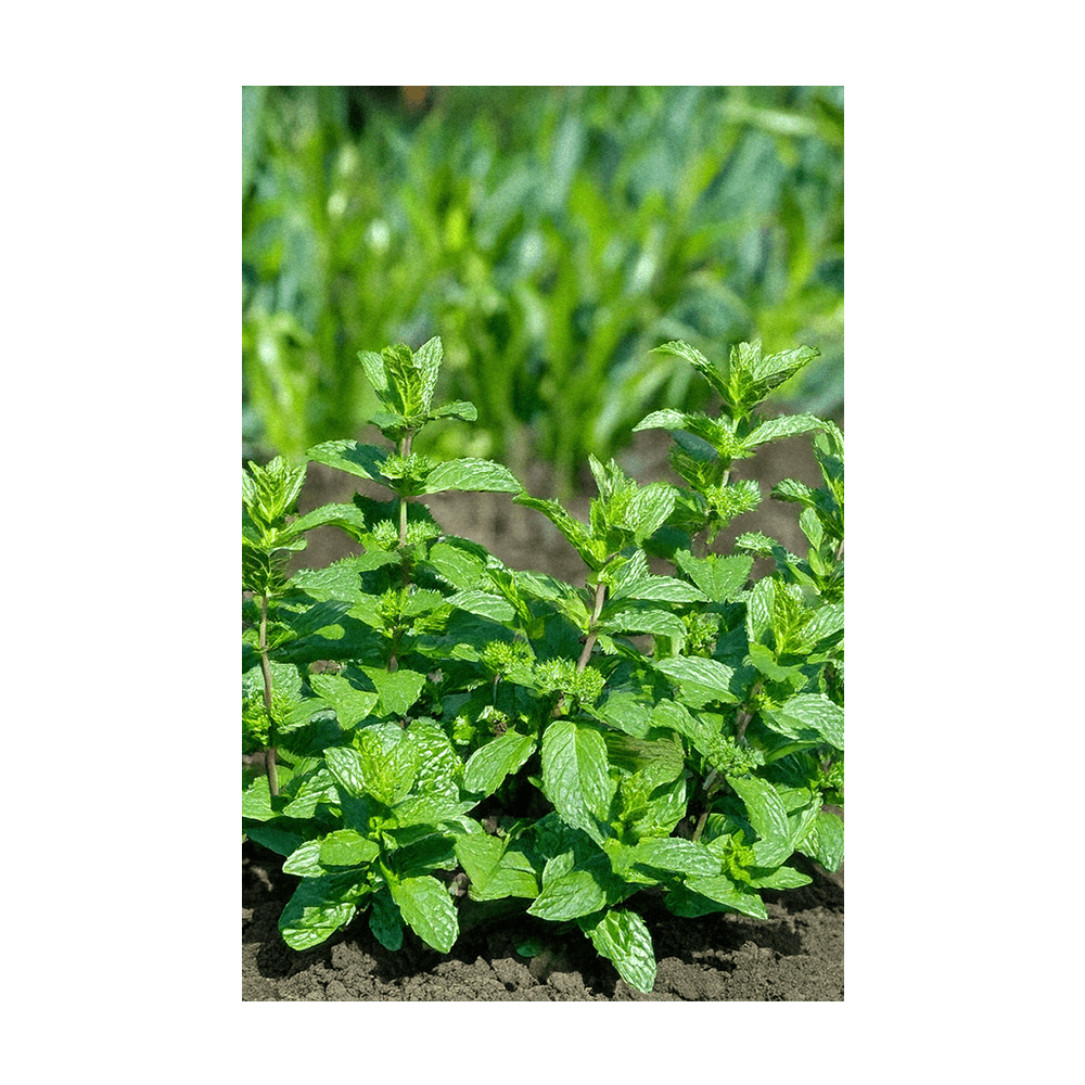 Mint Herb Seeds Packet - Chive Ceramics Studio - Seeds - Chive Ceramics Studio