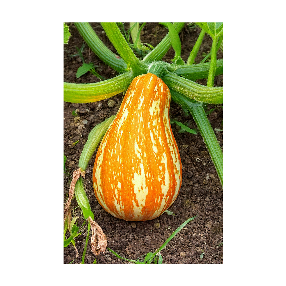 Funky Squash seeds vacuum-sealed - Shido Seeds by Chive