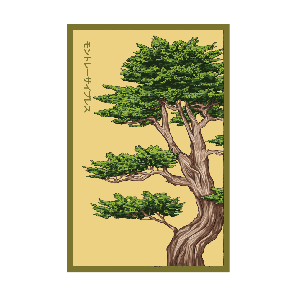 Monterey Cypress seed packet - Shido Seeds non-GMO vacuum-sealed woodblock design