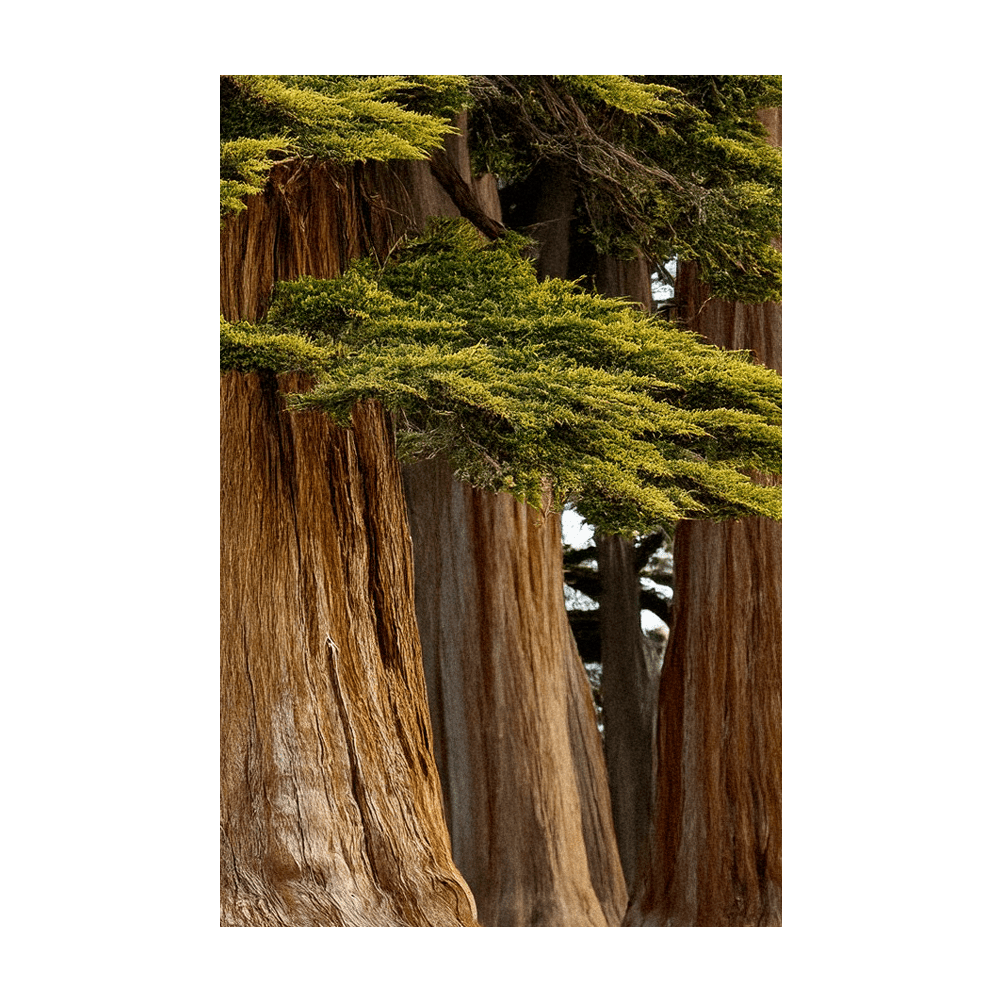 Monterey Cypress seeds in hermetically sealed packet