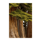 Monterey Cypress Flower Seeds Packet - Chive Ceramics Studio - Seeds - Chive Ceramics Studio