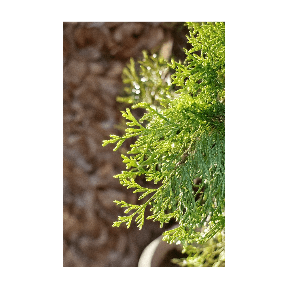 Young Monterey Cypress tree growing - Shido Seeds by Chive