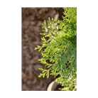 Monterey Cypress Flower Seeds Packet - Chive Ceramics Studio - Seeds - Chive Ceramics Studio