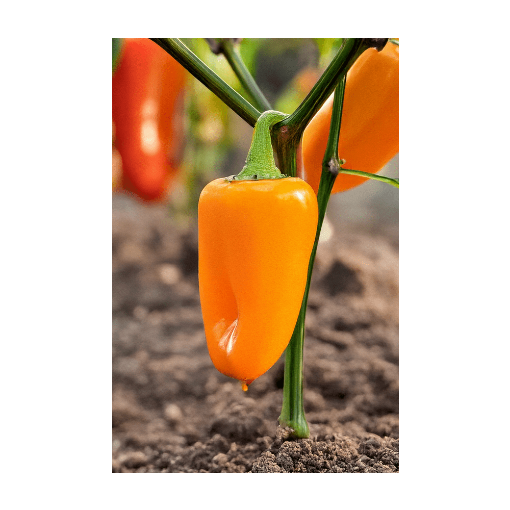 Mini Sweet Peppers seeds close-up - hermetically sealed for 10-year viability