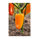 Mini Sweet Peppers Vegetable Seeds Packet - Chive Ceramics Studio - Seeds - Chive Ceramics Studio