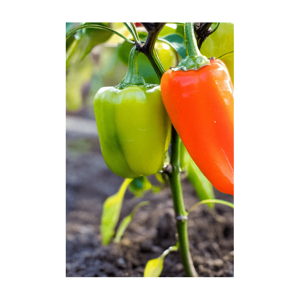 Mini Sweet Peppers harvest in garden - Shido Seeds by Chive Chelsea Flower Show