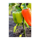 Mini Sweet Peppers Vegetable Seeds Packet - Chive Ceramics Studio - Seeds - Chive Ceramics Studio