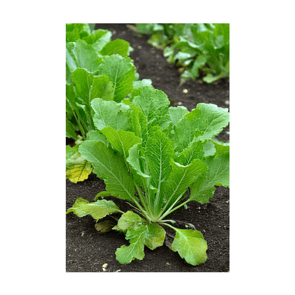Mustard Greens seeds vacuum-sealed - Shido Seeds by Chive