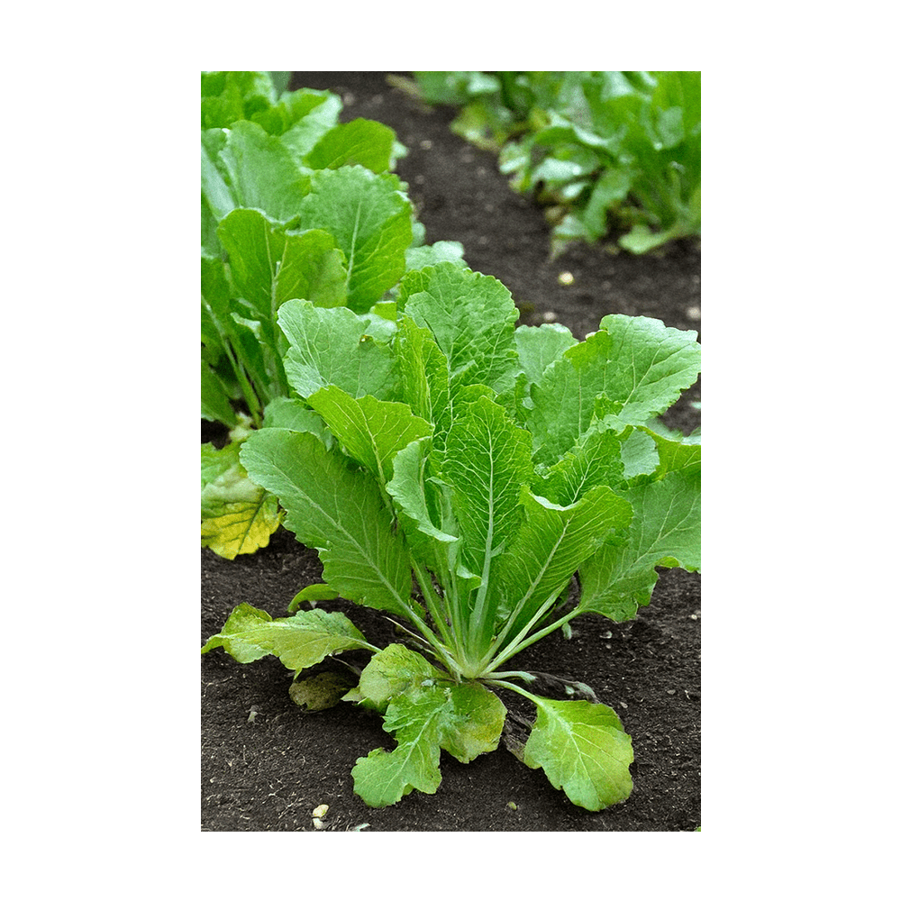 Mustard Greens Vegetable Seeds Packet - Chive Ceramics Studio - Seeds - Chive Ceramics Studio