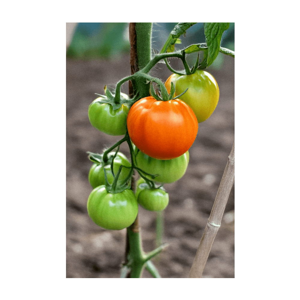 Old German Heirloom Tomato large beefsteak fruit on vine