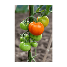 Old German Heirloom Tomato Vegetable Seeds Packet - Chive Ceramics Studio - Seeds - Chive Ceramics Studio