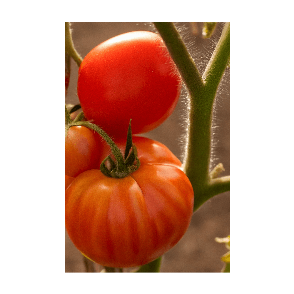 Old German Tomato seeds vacuum-sealed - Shido Seeds by Chive