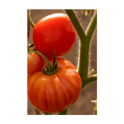 Old German Heirloom Tomato Vegetable Seeds Packet - Chive Ceramics Studio - Seeds - Chive Ceramics Studio