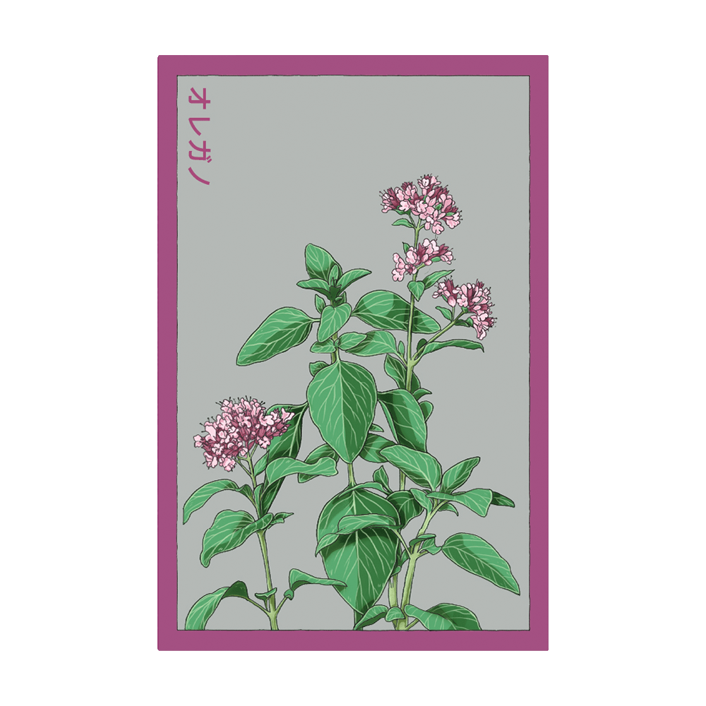 oregano plant going to seed Oregano Herb Seeds | Non-GMO, Vacuum-Sealed