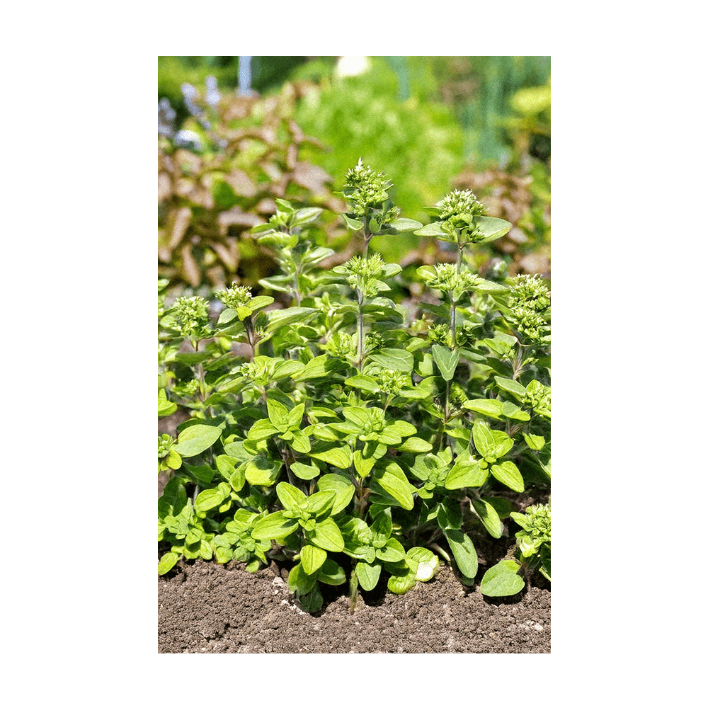 Shido Seeds Oregano Herb Seeds