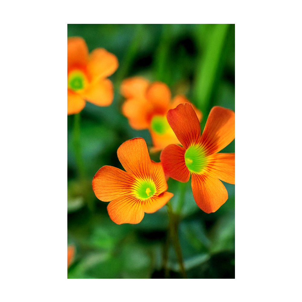 Oxalis seeds vacuum-sealed - Shido Seeds by Chive