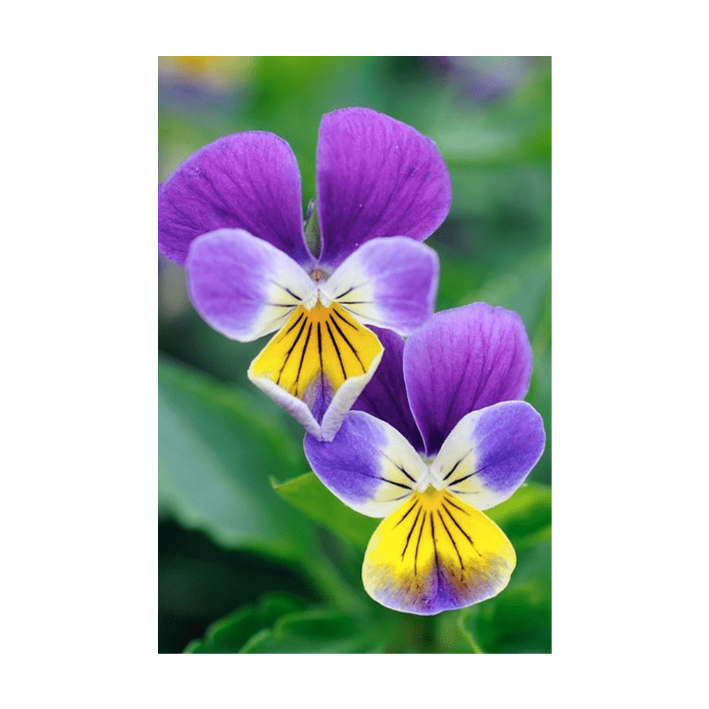 Pansy seeds vacuum-sealed - Shido Seeds by Chive