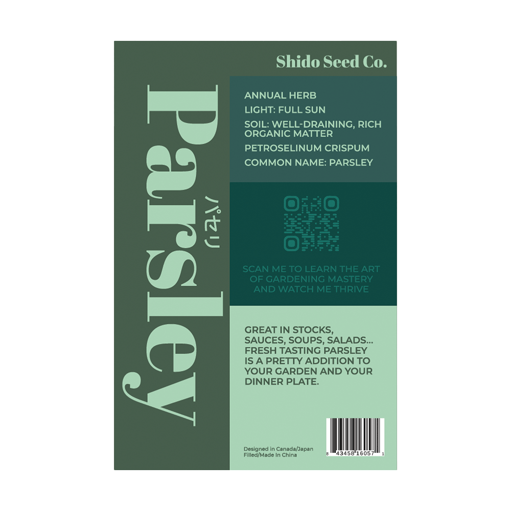 Parsley lush green flat-leaf or curly herb growing in garden