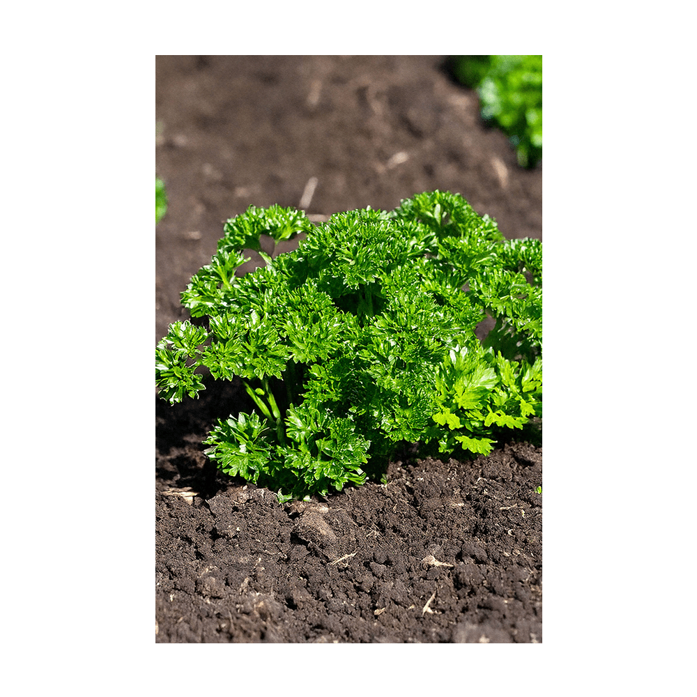 Parsley seeds vacuum-sealed - Shido Seeds by Chive