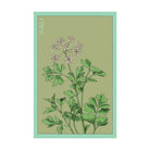 Parsley Herb Seeds Packet - Chive Ceramics Studio - Seed Collection - Chive Ceramics Studio