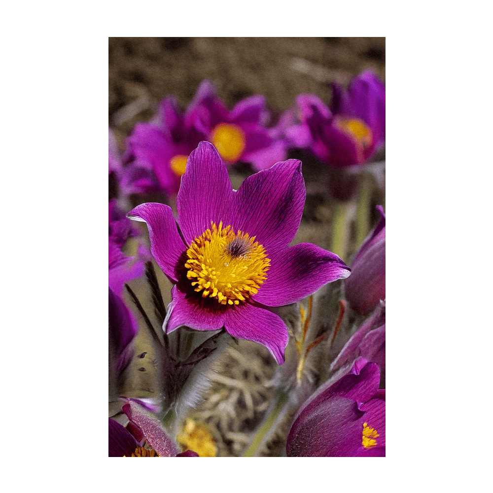 Pasque Flower decorative feathery silver seed heads
