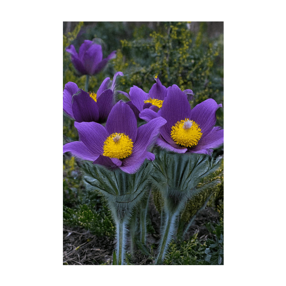 Greater Pasque Flower seeds - Shido Seeds by Chive