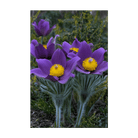 The Greater Pasque Flower Seeds Packet - Chive Ceramics Studio - Seeds - Chive Ceramics Studio