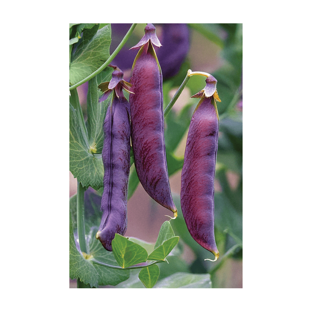 Purple Peas seeds vacuum-sealed - Shido Seeds by Chive