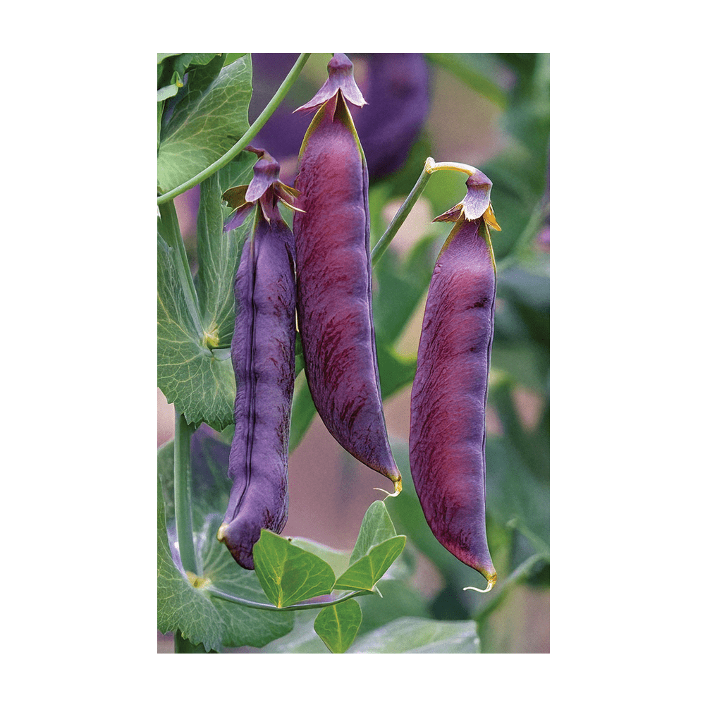 Purple Peas Flower Seeds Packet - Chive Ceramics Studio - Seeds - Chive Ceramics Studio