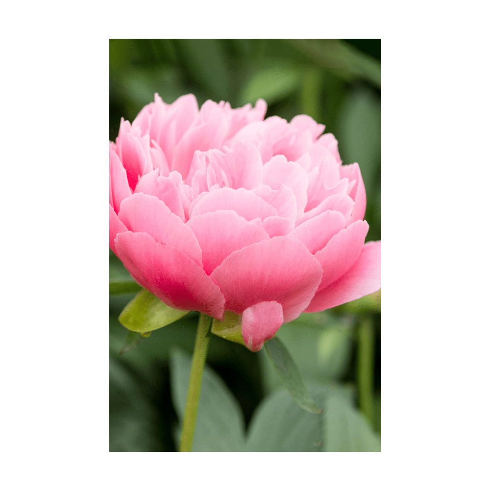 Peony seeds in hermetically sealed packet
