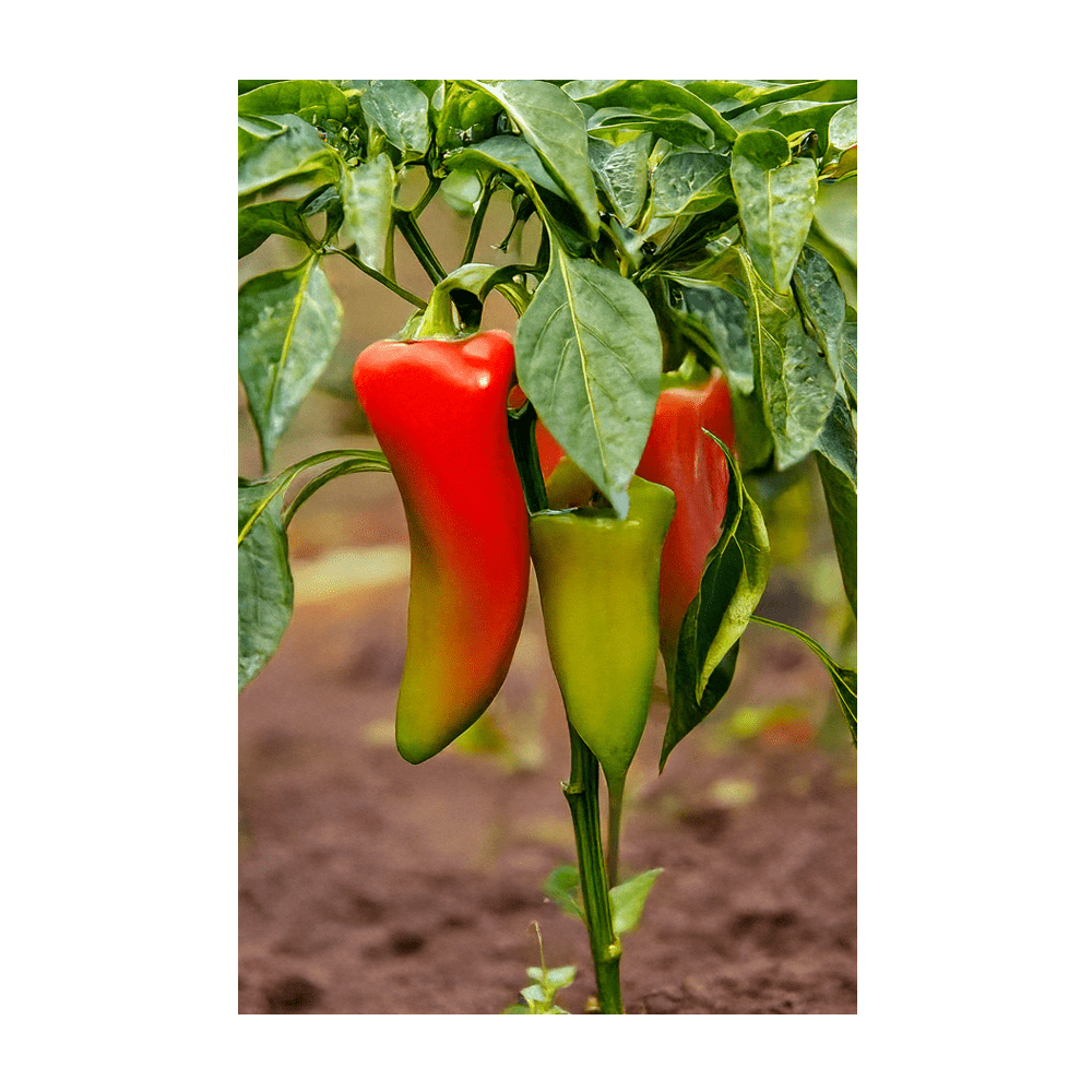 Peter Pepper plant growing ornamental fruits in garden