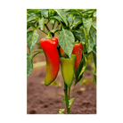 Peter Pepper Vegetable Seeds Packet - Chive Ceramics Studio - Seeds - Chive Ceramics Studio