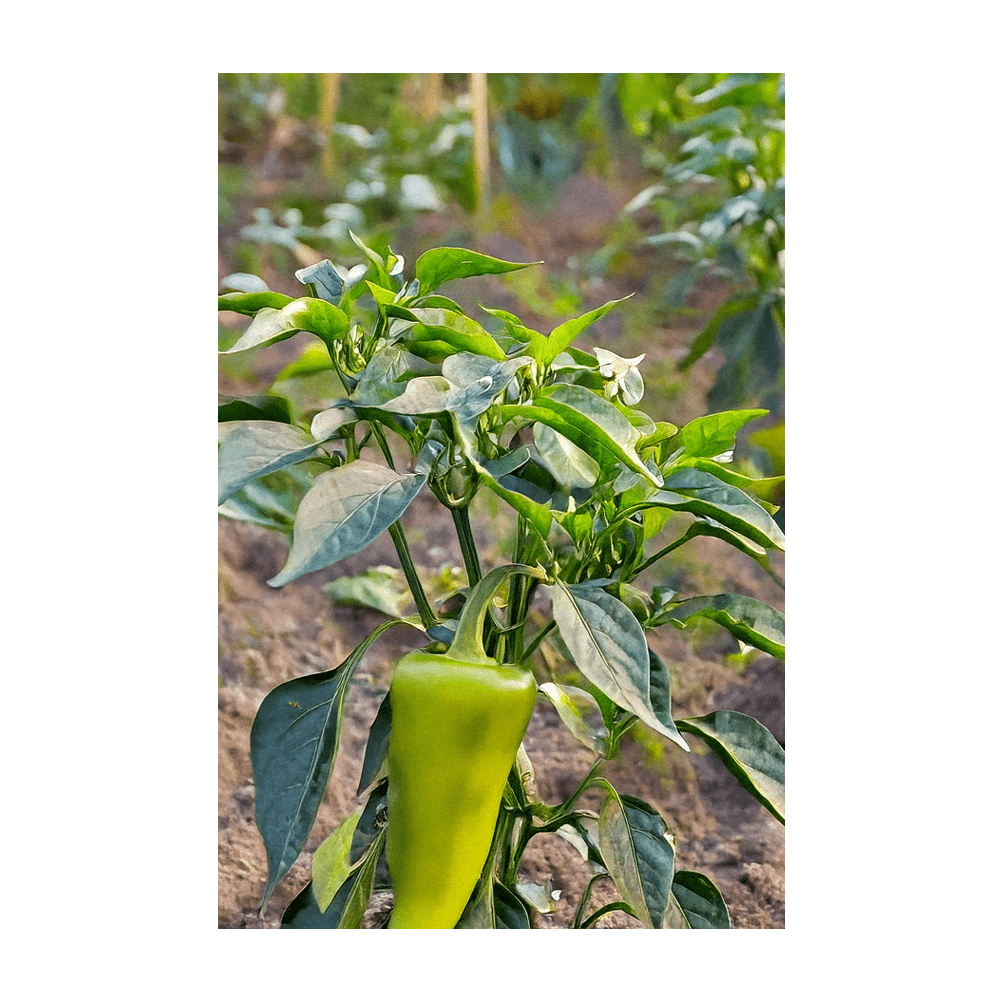 Peter Pepper Vegetable Seeds Packet - Chive Ceramics Studio - Seeds - Chive Ceramics Studio