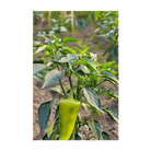 Peter Pepper Vegetable Seeds Packet - Chive Ceramics Studio - Seeds - Chive Ceramics Studio