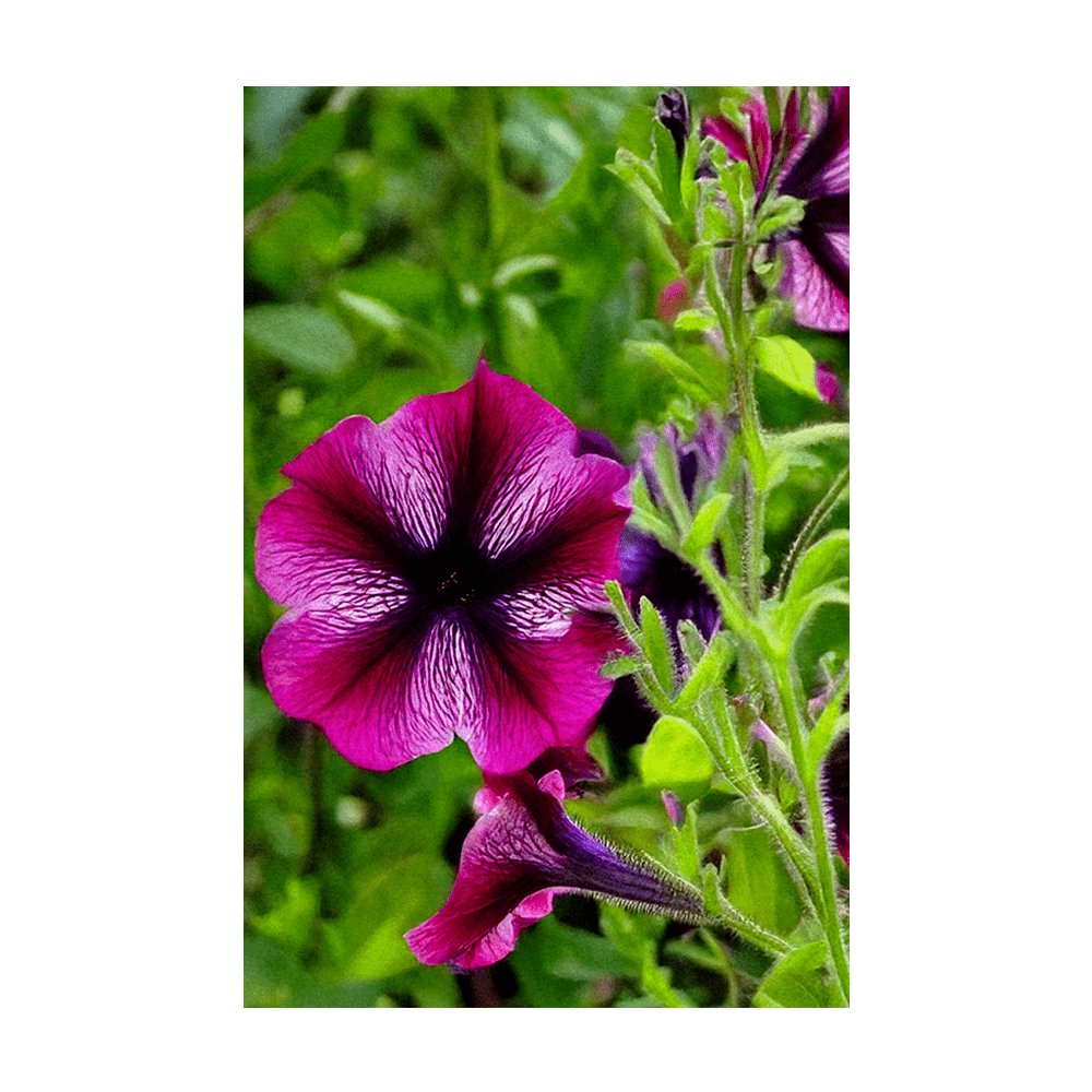 Trailing Petunia seeds vacuum-sealed - Shido Seeds by Chive