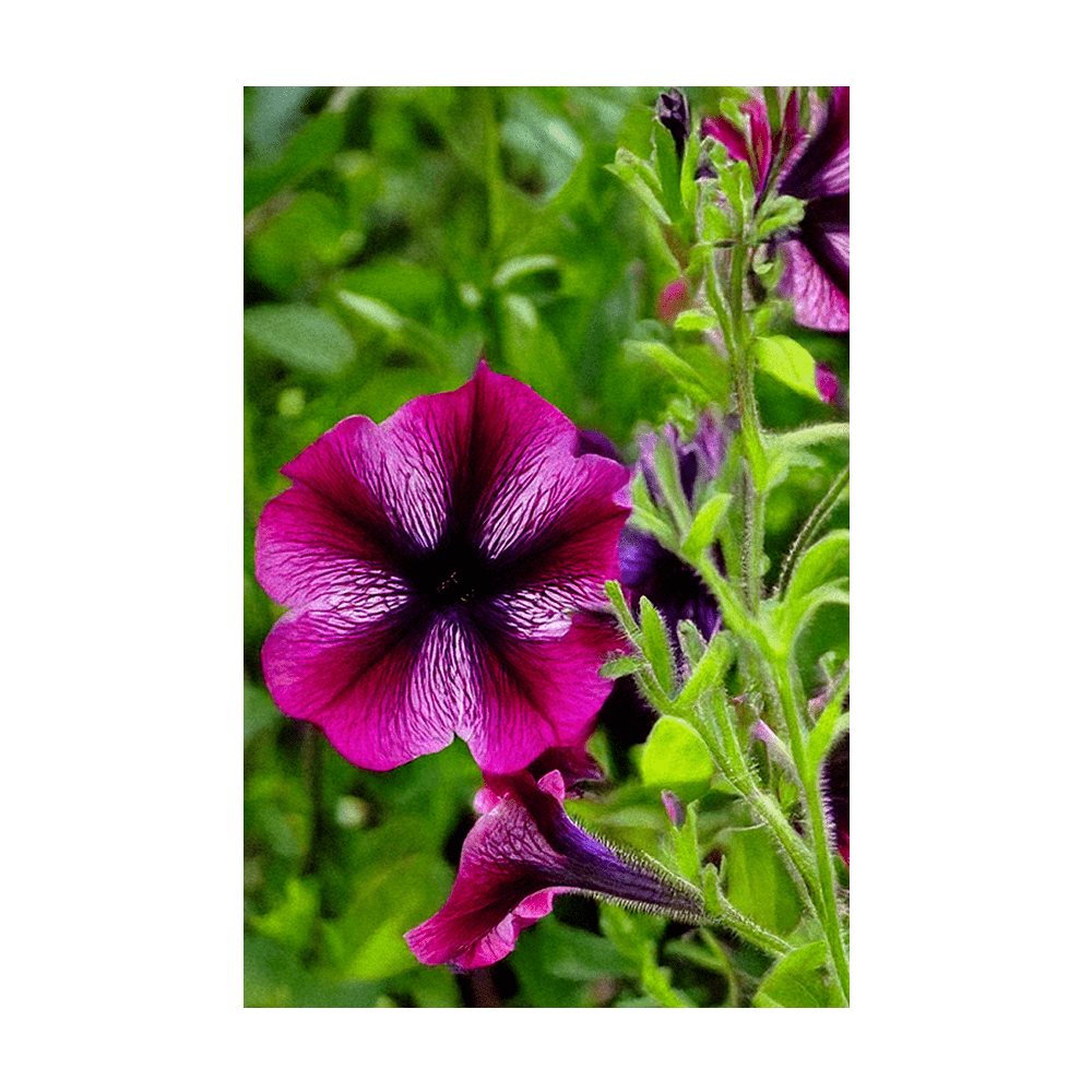 Trailing Petunia Flower Seeds Packet - Chive Ceramics Studio - Seeds - Chive Ceramics Studio