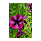 Trailing Petunia Flower Seeds Packet - Chive Ceramics Studio - Seeds - Chive Ceramics Studio