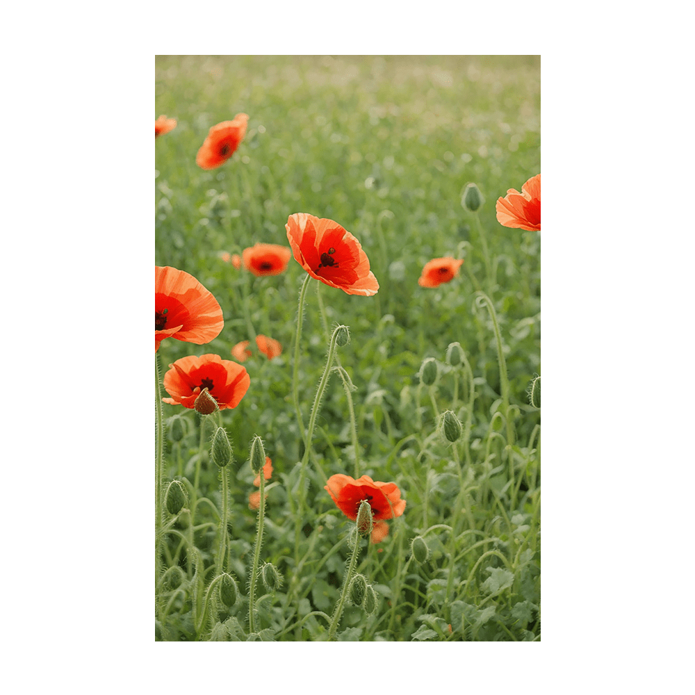 Corn Poppy seeds vacuum-sealed - Shido Seeds by Chive