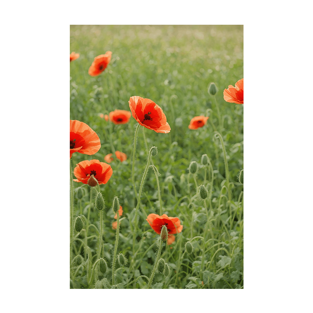 Corn Poppy Flower Seeds Packet - Chive Ceramics Studio - Seeds - Chive Ceramics Studio