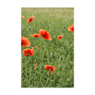 Corn Poppy Flower Seeds Packet - Chive Ceramics Studio - Seeds - Chive Ceramics Studio