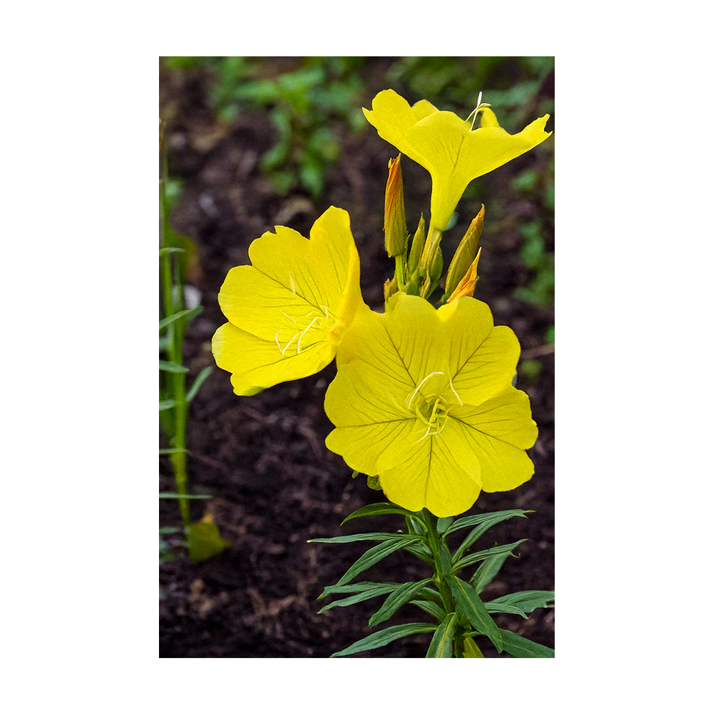 Evening Primrose Flower Seeds Packet - Chive Ceramics Studio - Seeds - Chive Ceramics Studio